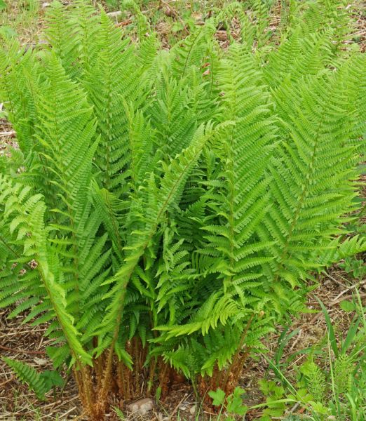 Dryopteris affinis 